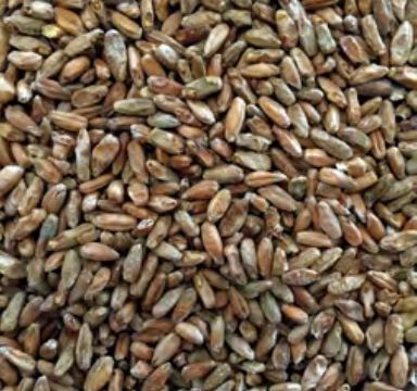 Voyager - Ryecorn (per kg)