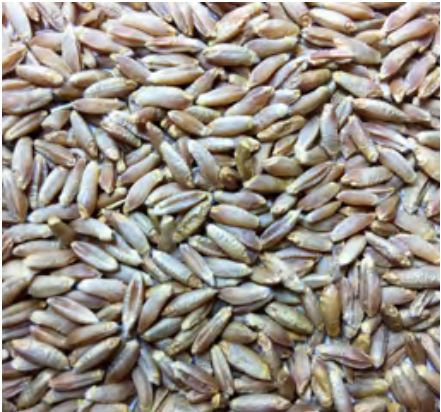 Voyager - Triticale Malt (per kg)