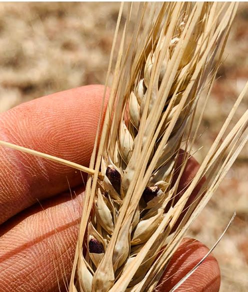 Voyager Ethiopian Black Barley (per Kg)