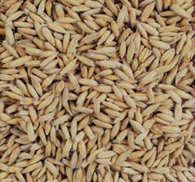 Voyager - Malted Oats (per kg)