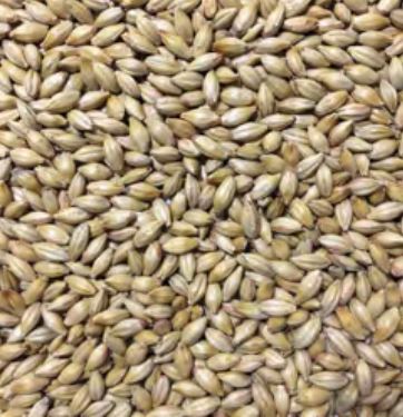Voyager - Biscuit Malt (per kg)

