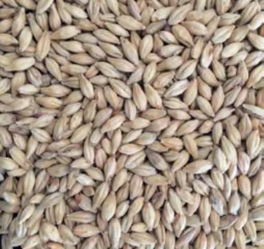Voyager - Pale Schooner (per kg)