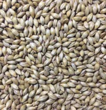Voyager - Amber Malt (per kg)
