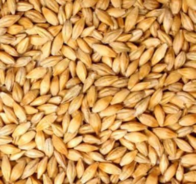 Voyager Chit Malt - 1KG