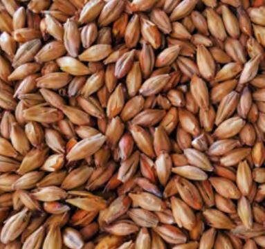 Special W malt Photo