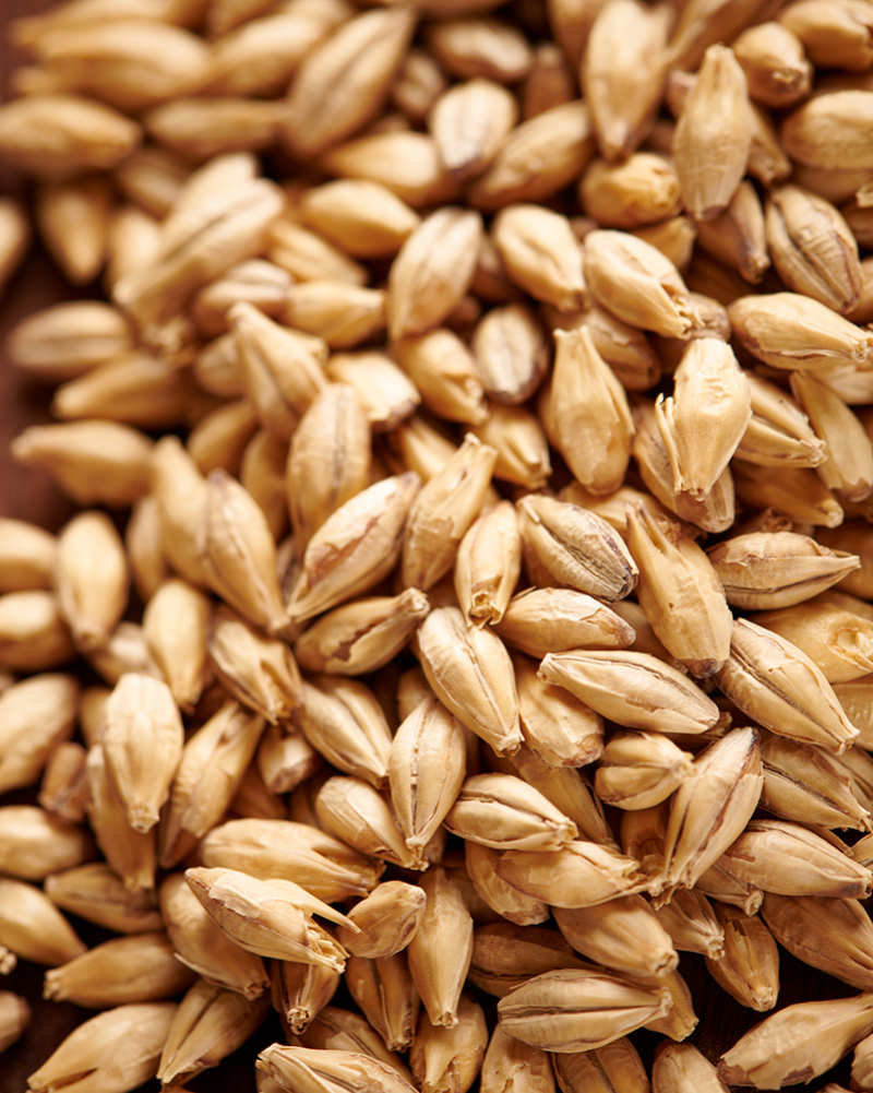 image of pilsner malt