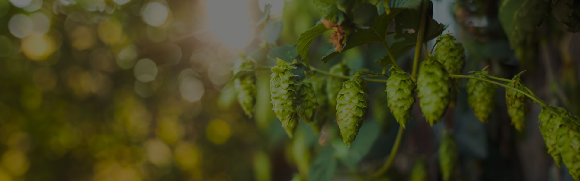 Hops by beer style