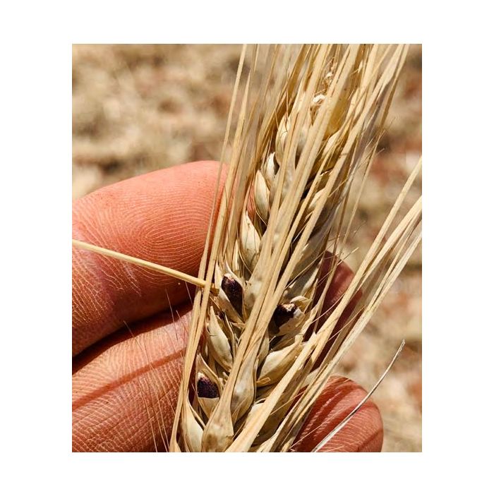 Voyager Ethiopian Black Barley (per Kg)